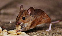fermentation-and-brewery-pest-control Experts in Bridgeboro
